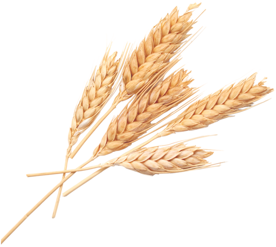 wheat-left